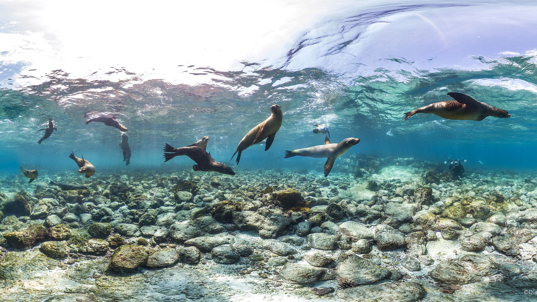 海中を泳ぎ回るガラパゴスアシカ