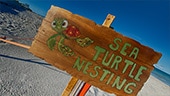 A wooden sign on the beach that reads 'Sea Turtle Nesting'