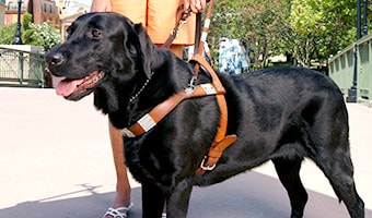 A guide dog in a harness leash held by its owner
